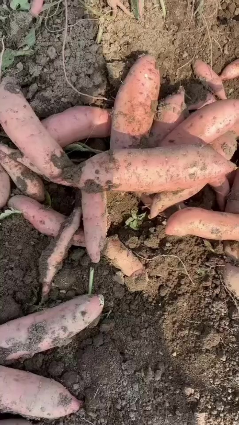 龙九精品红薯
