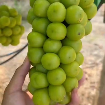 阳光玫瑰烧棚货。