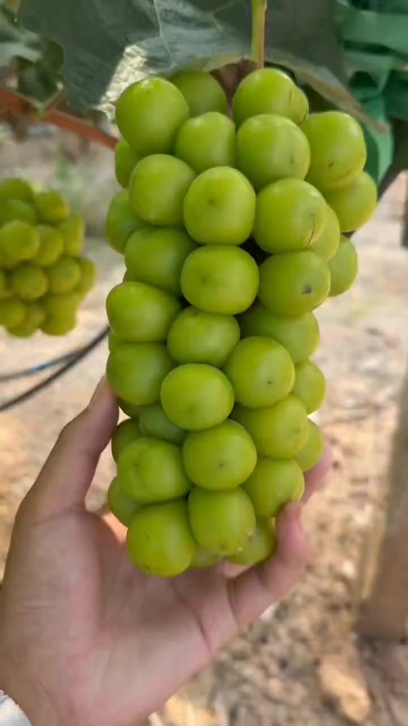 阳光玫瑰烧棚货。