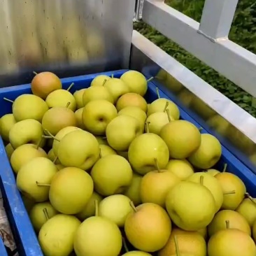 早白蜜（丁香梨）