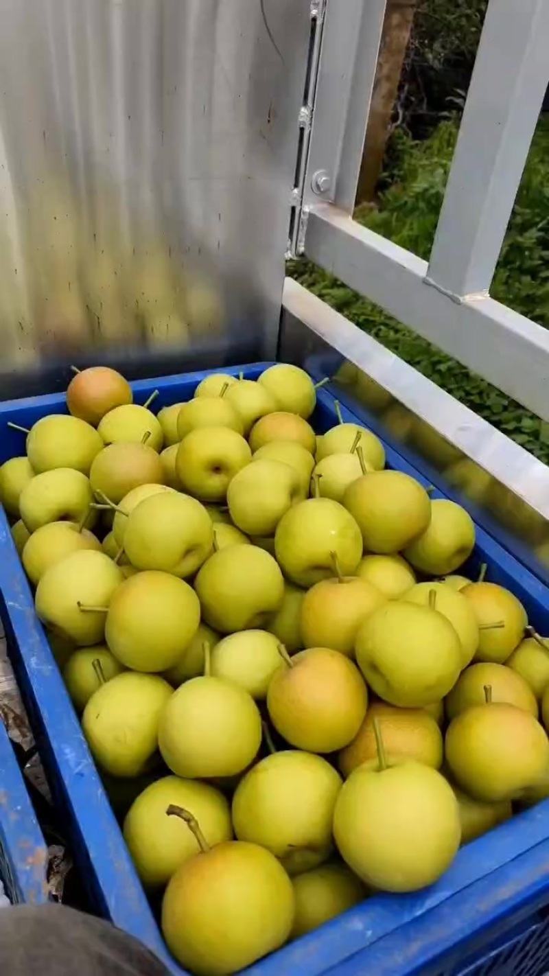 早白蜜（丁香梨）