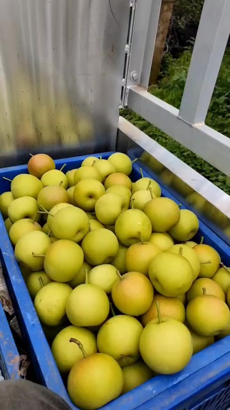 早白蜜（丁香梨）