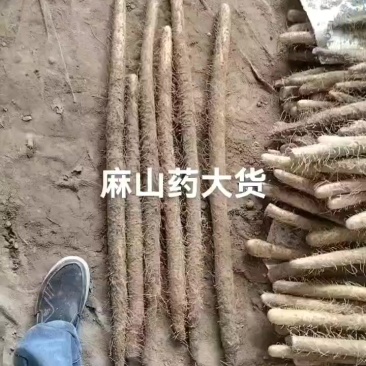麻山药大货