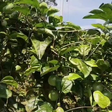 广西钦蜜九号百香果