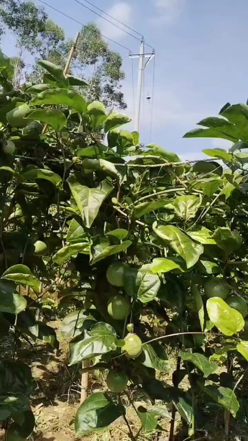 广西钦蜜九号百香果