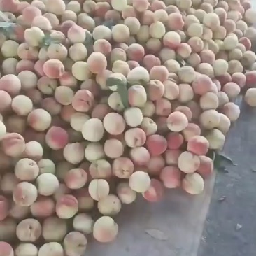 离核双奥红大量上市