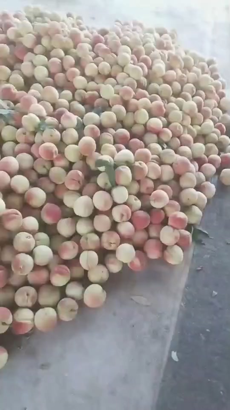 离核双奥红大量上市