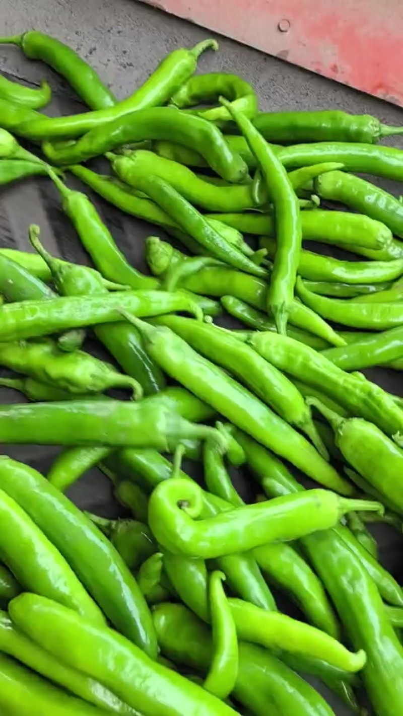 大青椒