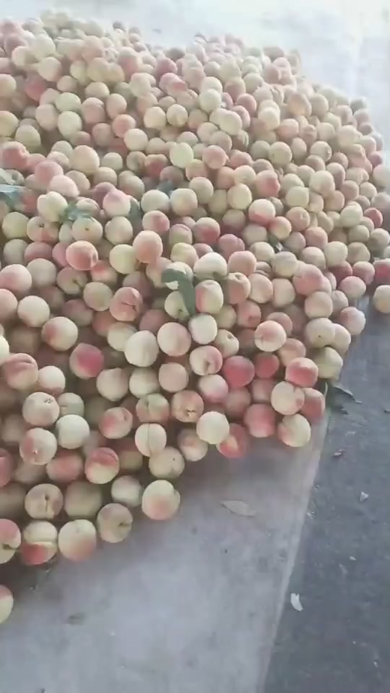 离核双奥红大量上市