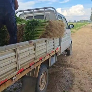 精品香芹