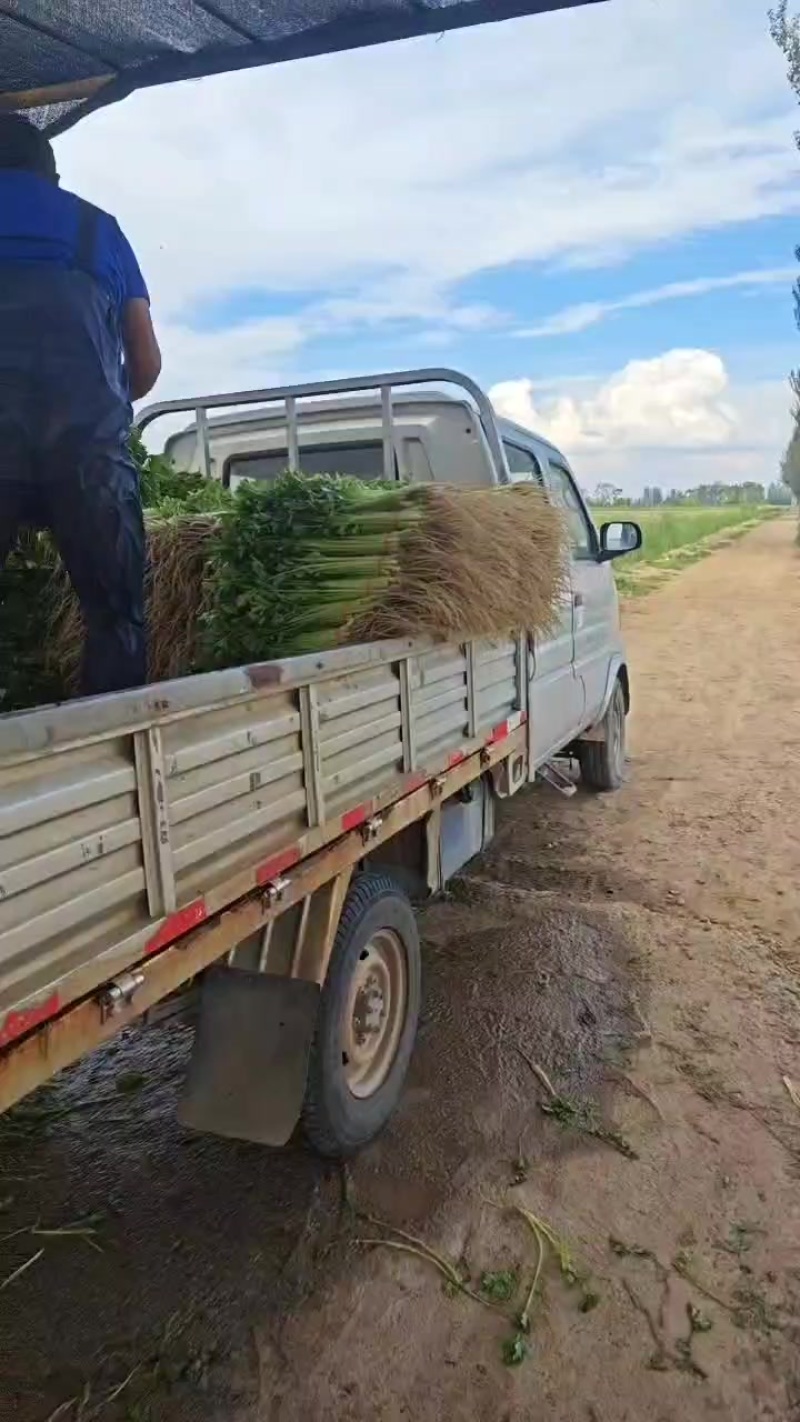 精品香芹