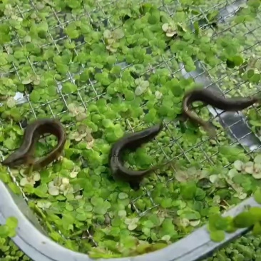 泥鳅12厘米左右