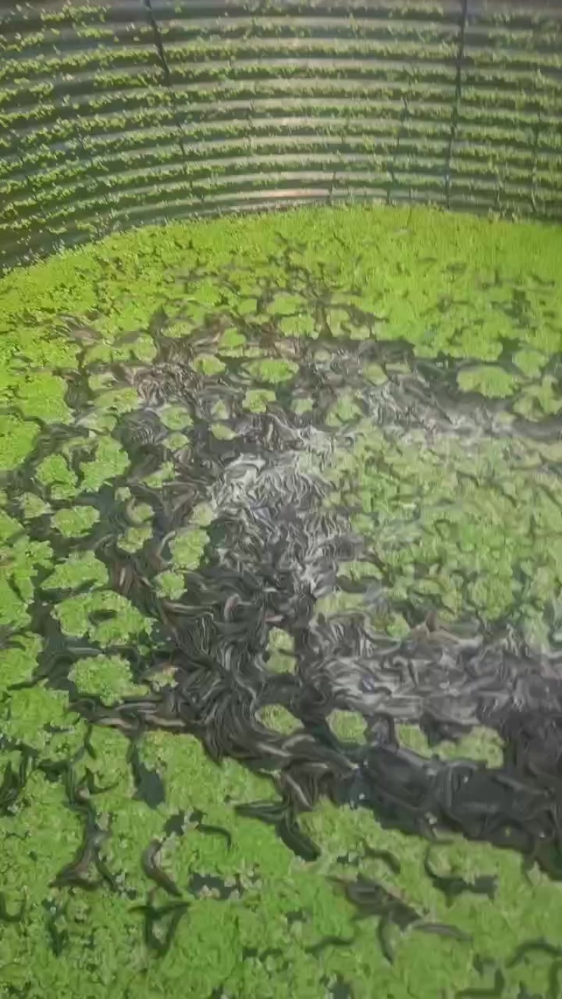 泥鳅12厘米左右