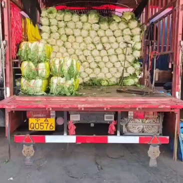 小义禾白菜