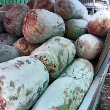 白皮冬瓜