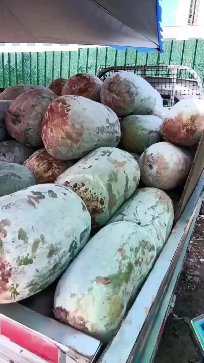 白皮冬瓜