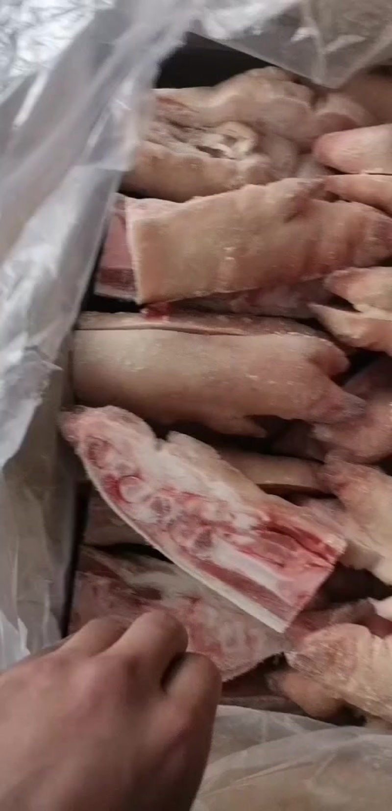 猪蹄劈半猪蹄，烤猪蹄专用，一级的