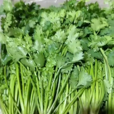 唐山香菜铁杆青