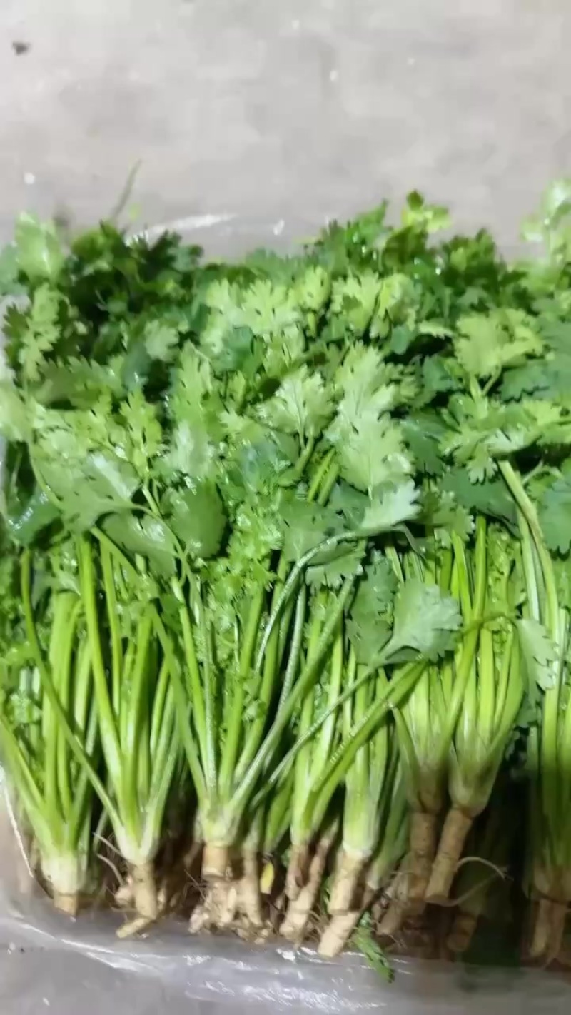 唐山香菜铁杆青