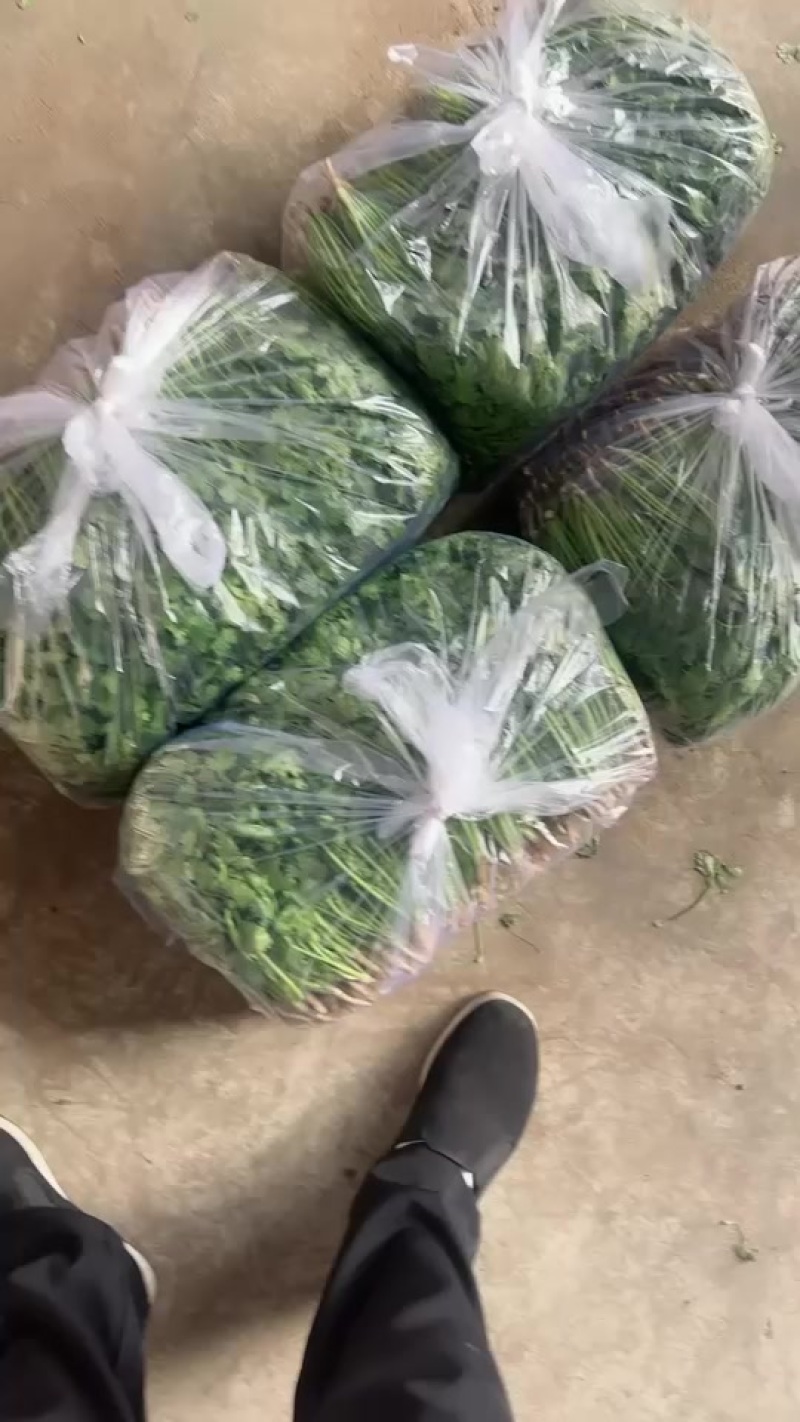 唐山香菜铁杆青