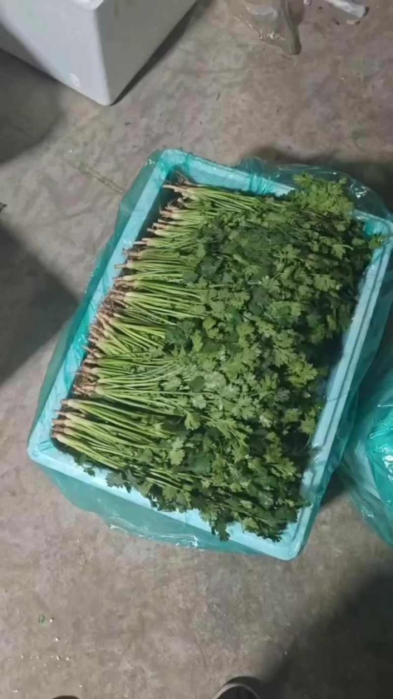 唐山香菜铁杆青