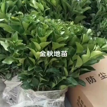 金秋地苗