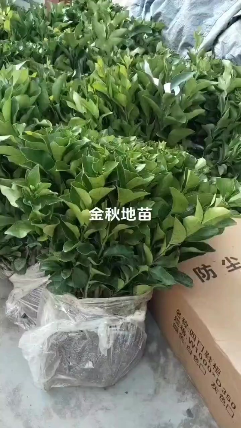金秋地苗