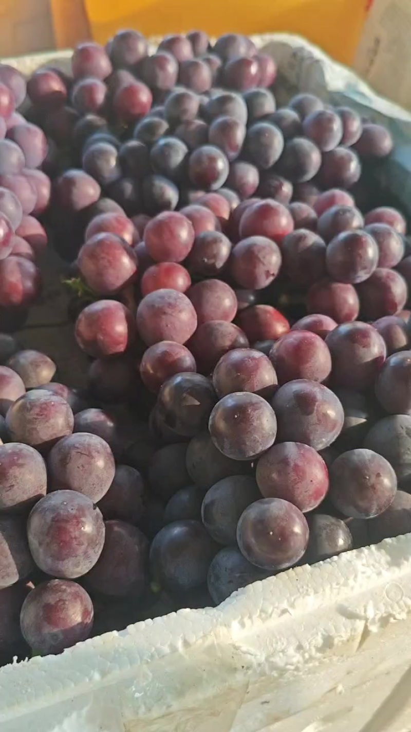 大颗紧凑，夏黑葡萄