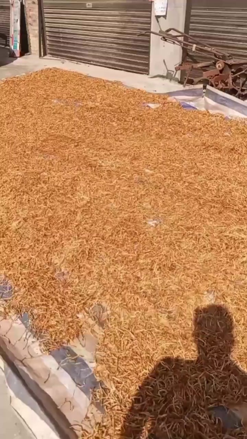 黄花菜