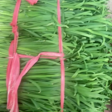 精品韭菜