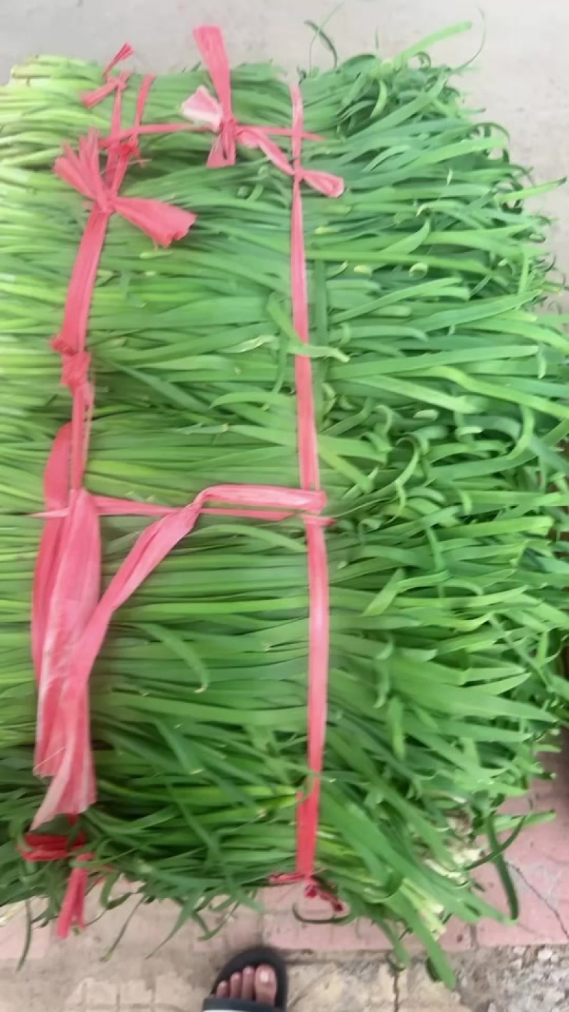 精品韭菜