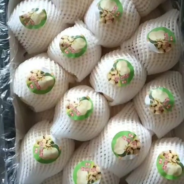 皇冠梨开始上市了，有需要的联系我