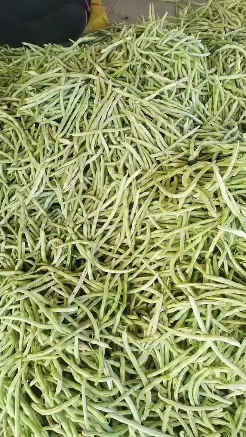 白豆王