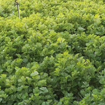 香芹