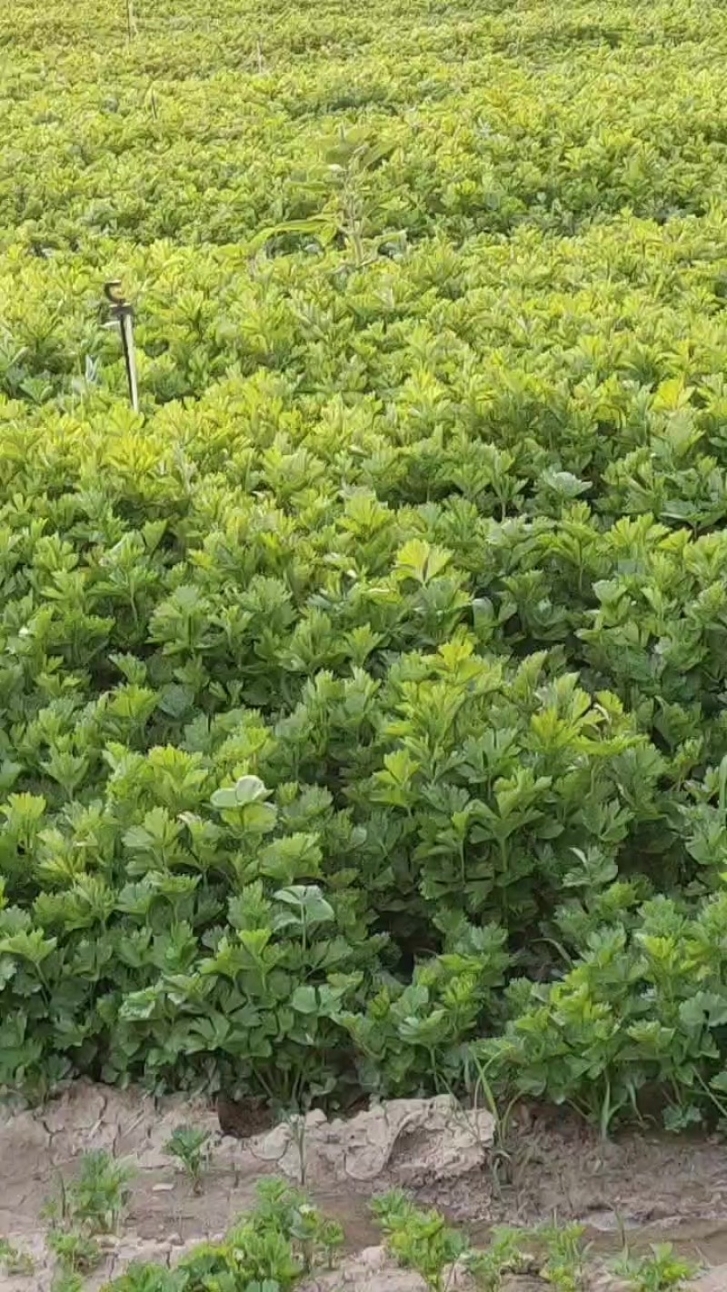 香芹