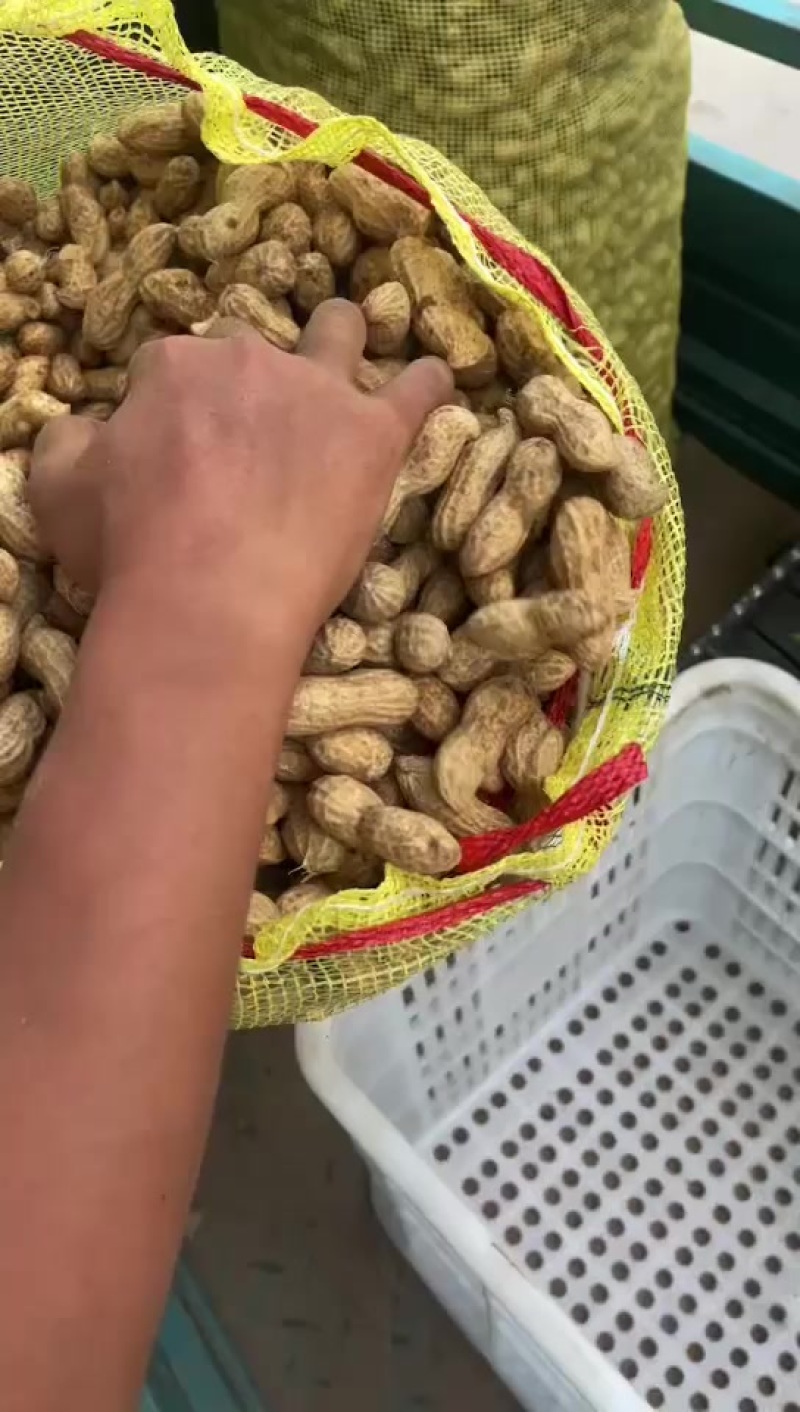 开封精品大白沙花生