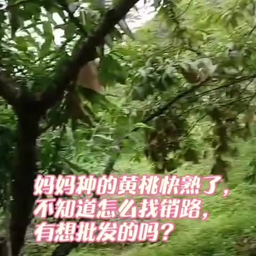 江西赣州市崇义县黄桃