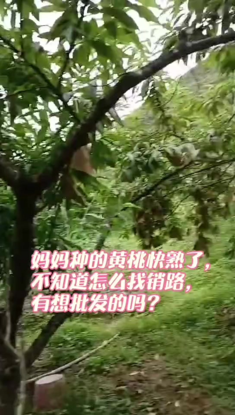 江西赣州市崇义县黄桃