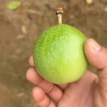 百香果