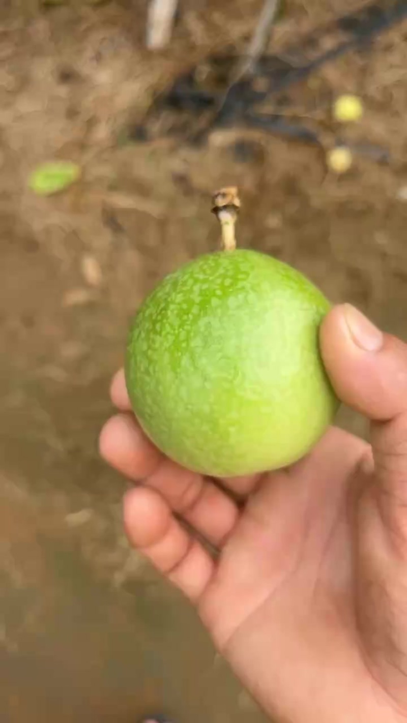百香果