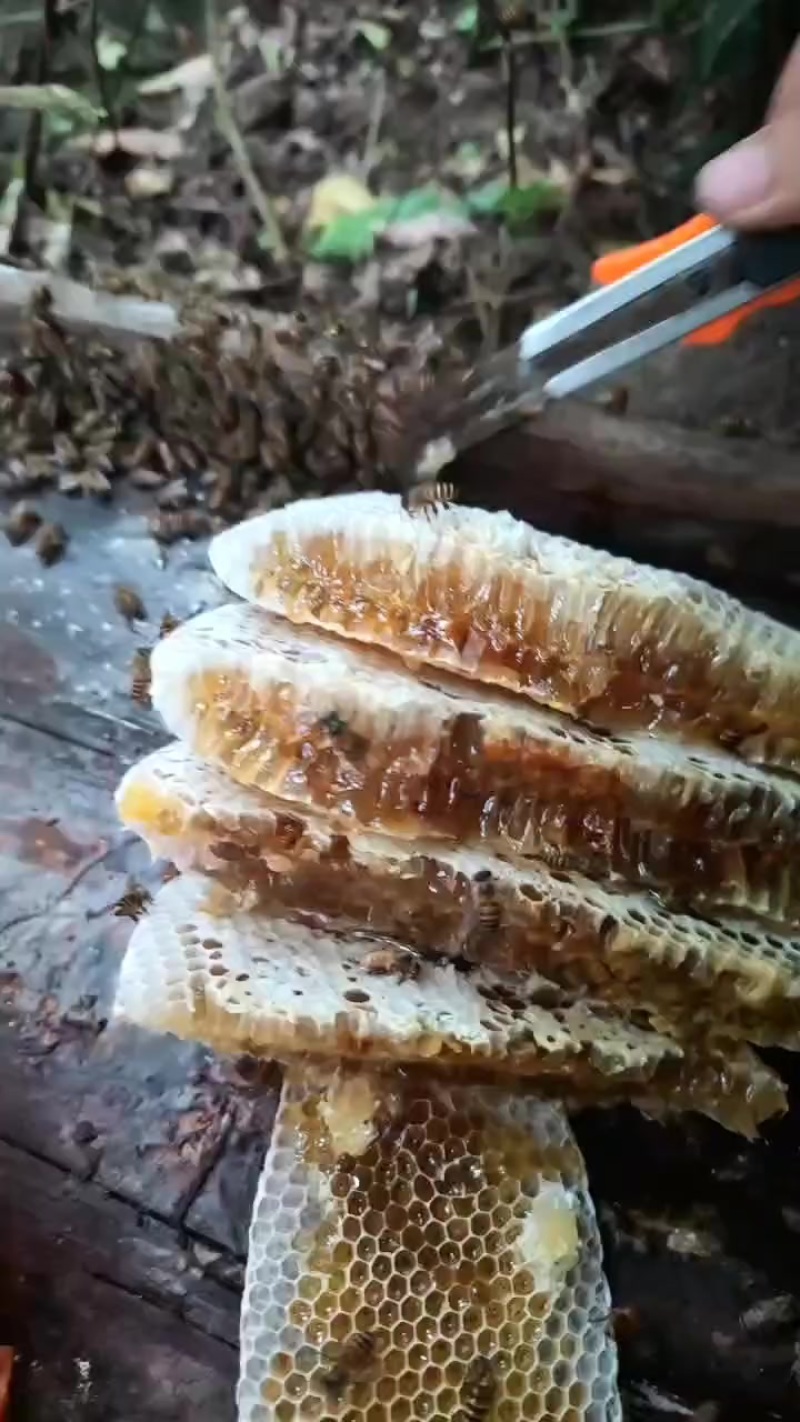 乡下土蜂蜜，一年割一次蜜，原生态放养