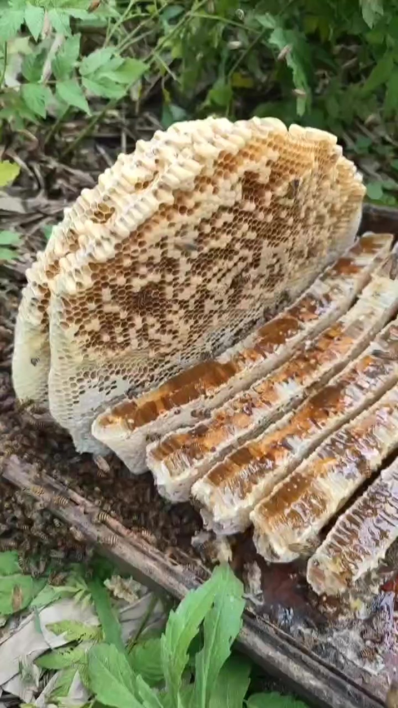 乡下土蜂蜜，一年割一次蜜，原生态放养