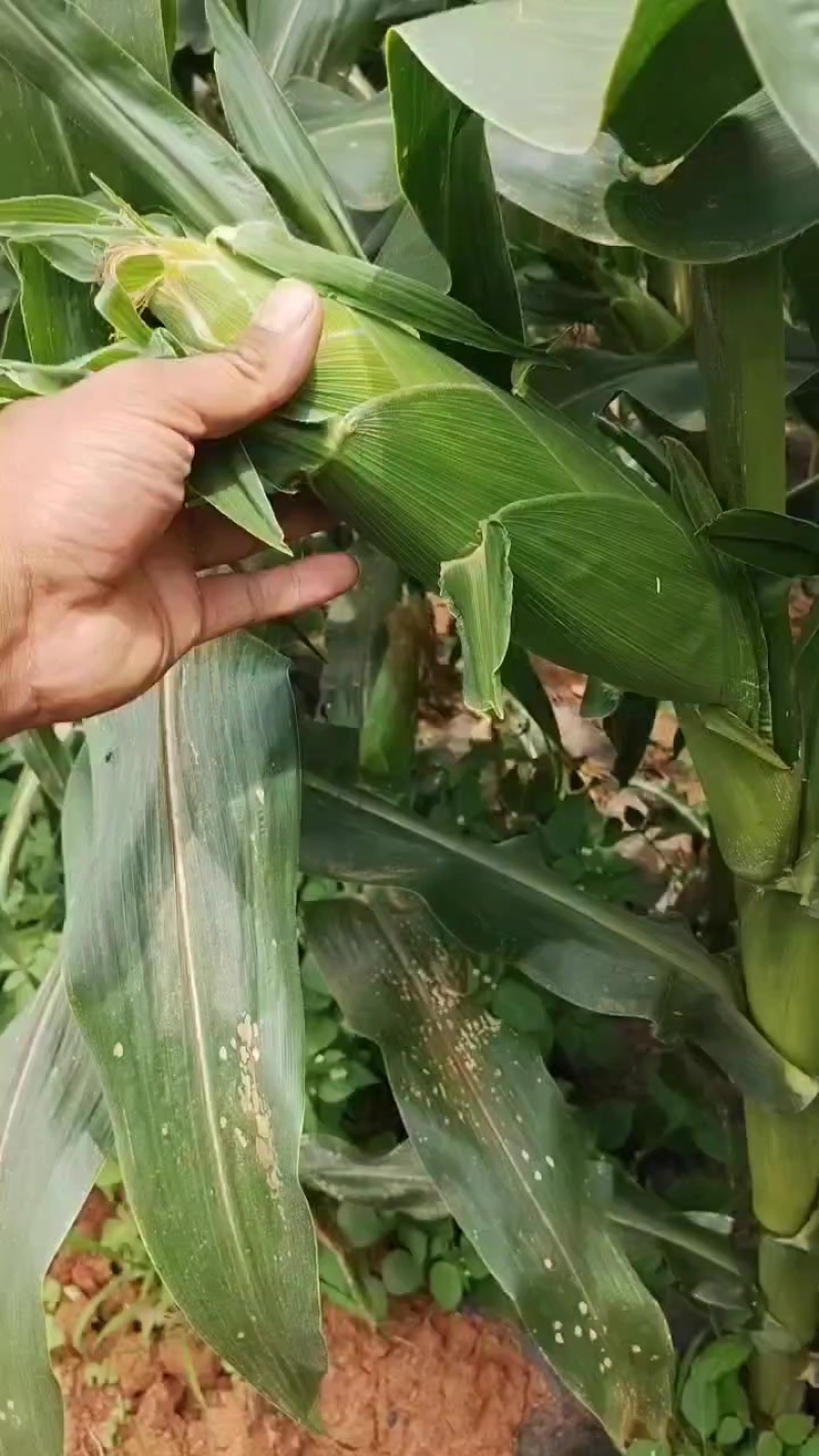广良甜玉米