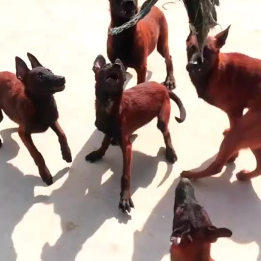 马犬