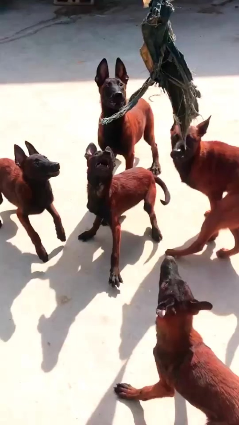 马犬