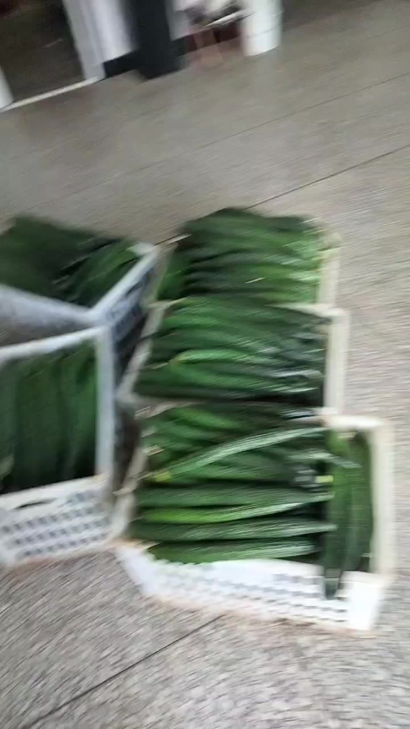 黄瓜
