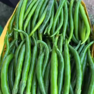 新鲜3号线椒