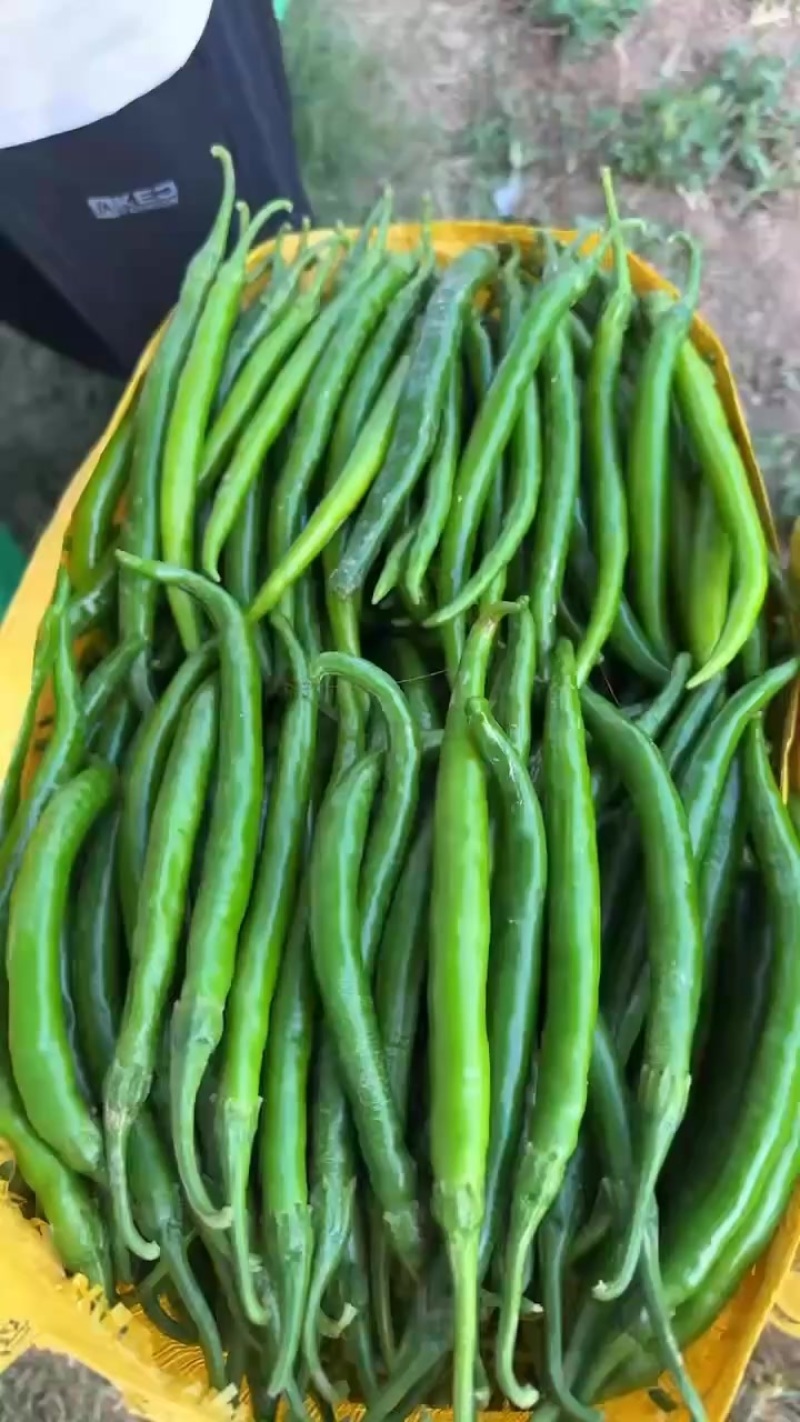 新鲜3号线椒