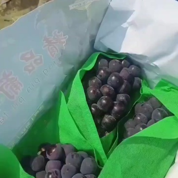 精品葡萄。京亚