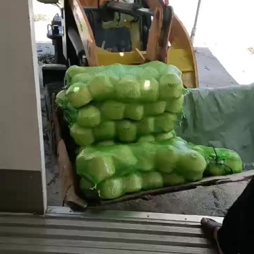 海南椰子